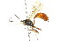  ( - CNCHYM 05438)  @11 [ ] CreativeCommons - Attribution (2011) CNC/CBG Photography Group Centre for Biodiversity Genomics