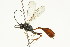  ( - CNCHYM 05446)  @11 [ ] CreativeCommons - Attribution (2011) CNC/CBG Photography Group Centre for Biodiversity Genomics