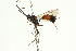  ( - CNCHYM 05454)  @11 [ ] CreativeCommons - Attribution (2011) CNC/CBG Photography Group Centre for Biodiversity Genomics