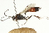  ( - CNCHYM 05455)  @14 [ ] CreativeCommons - Attribution (2011) CNC/CBG Photography Group Centre for Biodiversity Genomics