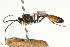  ( - CNCHYM 05456)  @13 [ ] CreativeCommons - Attribution (2011) CNC/CBG Photography Group Centre for Biodiversity Genomics