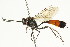  ( - CNCHYM 05457)  @14 [ ] CreativeCommons - Attribution (2011) CNC/CBG Photography Group Centre for Biodiversity Genomics