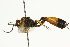  ( - CNCHYM 05462)  @11 [ ] CreativeCommons - Attribution (2011) CNC/CBG Photography Group Centre for Biodiversity Genomics