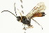  ( - CNCHYM 05465)  @13 [ ] CreativeCommons - Attribution (2011) CNC/CBG Photography Group Centre for Biodiversity Genomics