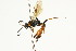  ( - CNCHYM 05473)  @11 [ ] CreativeCommons - Attribution (2011) CNC/CBG Photography Group Centre for Biodiversity Genomics