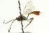  ( - CNCHYM 05477)  @11 [ ] CreativeCommons - Attribution (2011) CNC/CBG Photography Group Centre for Biodiversity Genomics