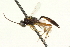  ( - CNCHYM 05622)  @11 [ ] CreativeCommons - Attribution (2011) CNC/CBG Photography Group Centre for Biodiversity Genomics
