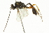  ( - CNCHYM 05629)  @11 [ ] CreativeCommons - Attribution (2011) CNC/CBG Photography Group Centre for Biodiversity Genomics