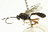  ( - CNCHYM 05630)  @13 [ ] CreativeCommons - Attribution (2011) CNC/CBG Photography Group Centre for Biodiversity Genomics