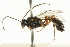  ( - CNCHYM 05631)  @11 [ ] CreativeCommons - Attribution (2011) CNC/CBG Photography Group Centre for Biodiversity Genomics