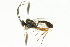  ( - CNCHYM 05632)  @11 [ ] CreativeCommons - Attribution (2011) CNC/CBG Photography Group Centre for Biodiversity Genomics