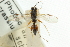  ( - CNCHYM 05654)  @11 [ ] CreativeCommons - Attribution (2011) CNC/CBG Photography Group Centre for Biodiversity Genomics