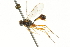  ( - CNCHYM 05661)  @11 [ ] CreativeCommons - Attribution (2011) CNC/CBG Photography Group Centre for Biodiversity Genomics