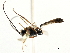  ( - CNCHYM 05703)  @11 [ ] CreativeCommons - Attribution (2011) CNC/CBG Photography Group Centre for Biodiversity Genomics