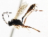  ( - CNCHYM 05705)  @11 [ ] CreativeCommons - Attribution (2011) CNC/CBG Photography Group Centre for Biodiversity Genomics