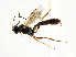  ( - CNCHYM 05706)  @11 [ ] CreativeCommons - Attribution (2011) CNC/CBG Photography Group Centre for Biodiversity Genomics
