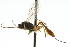  ( - CNCHYM 05735)  @11 [ ] CreativeCommons - Attribution (2011) CNC/CBG Photography Group Centre for Biodiversity Genomics