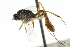  ( - CNCHYM 05736)  @11 [ ] CreativeCommons - Attribution (2011) CNC/CBG Photography Group Centre for Biodiversity Genomics