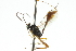  ( - CNCHYM 05738)  @11 [ ] CreativeCommons - Attribution (2011) CNC/CBG Photography Group Centre for Biodiversity Genomics
