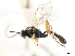  ( - CNCHYM 07321)  @11 [ ] CreativeCommons - Attribution (2011) CNC/CBG Photography Group Centre for Biodiversity Genomics