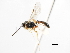  ( - CNCHYM 07322)  @11 [ ] CreativeCommons - Attribution (2011) CNC/CBG Photography Group Centre for Biodiversity Genomics