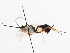  ( - CNCHYM 07330)  @11 [ ] CreativeCommons - Attribution (2011) CNC/CBG Photography Group Centre for Biodiversity Genomics