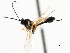  ( - CNCHYM 07331)  @11 [ ] CreativeCommons - Attribution (2011) CNC/CBG Photography Group Centre for Biodiversity Genomics