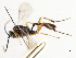  ( - CNCHYM 07333)  @11 [ ] CreativeCommons - Attribution (2011) CNC/CBG Photography Group Centre for Biodiversity Genomics