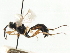  ( - CNCHYM 07334)  @11 [ ] CreativeCommons - Attribution (2011) CNC/CBG Photography Group Centre for Biodiversity Genomics