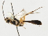  ( - CNCHYM 07335)  @11 [ ] CreativeCommons - Attribution (2011) CNC/CBG Photography Group Centre for Biodiversity Genomics