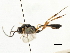  ( - CNCHYM 07336)  @11 [ ] CreativeCommons - Attribution (2011) CNC/CBG Photography Group Centre for Biodiversity Genomics