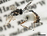  ( - CNCHYM 07346)  @12 [ ] CreativeCommons - Attribution (2011) CNC/CBG Photography Group Centre for Biodiversity Genomics