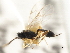  ( - CNCHYM 07359)  @11 [ ] CreativeCommons - Attribution (2011) CNC/CBG Photography Group Centre for Biodiversity Genomics