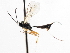  ( - CNCHYM 07360)  @11 [ ] CreativeCommons - Attribution (2011) CNC/CBG Photography Group Centre for Biodiversity Genomics