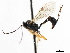  ( - CNCHYM 07361)  @11 [ ] CreativeCommons - Attribution (2011) CNC/CBG Photography Group Centre for Biodiversity Genomics