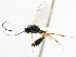  ( - CNCHYM 07373)  @11 [ ] CreativeCommons - Attribution (2011) CNC/CBG Photography Group Centre for Biodiversity Genomics