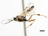  (Diadegma parviforme - CNCHYM 07374)  @11 [ ] CreativeCommons - Attribution (2011) CNC/CBG Photography Group Centre for Biodiversity Genomics