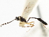  ( - CNCHYM 07382)  @11 [ ] CreativeCommons - Attribution (2011) CNC/CBG Photography Group Centre for Biodiversity Genomics