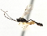  ( - CNCHYM 07384)  @11 [ ] CreativeCommons - Attribution (2011) CNC/CBG Photography Group Centre for Biodiversity Genomics