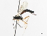  ( - CNCHYM 07386)  @11 [ ] CreativeCommons - Attribution (2011) CNC/CBG Photography Group Centre for Biodiversity Genomics