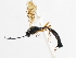  ( - CNCHYM 07387)  @11 [ ] CreativeCommons - Attribution (2011) CNC/CBG Photography Group Centre for Biodiversity Genomics