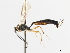  ( - CNCHYM 07388)  @11 [ ] CreativeCommons - Attribution (2011) CNC/CBG Photography Group Centre for Biodiversity Genomics
