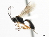  ( - CNCHYM 07389)  @11 [ ] CreativeCommons - Attribution (2011) CNC/CBG Photography Group Centre for Biodiversity Genomics