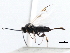  ( - CNCHYM 00137)  @11 [ ] CreativeCommons - Attribution (2011) CNC/CBG Photography Group Centre for Biodiversity Genomics