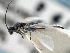  ( - CNCHYM 00138)  @11 [ ] CreativeCommons - Attribution (2011) CNC/CBG Photography Group Centre for Biodiversity Genomics