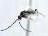  ( - CNCHYM 00139)  @11 [ ] CreativeCommons - Attribution (2011) CNC/CBG Photography Group Centre for Biodiversity Genomics