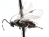  ( - CNCHYM 00159)  @13 [ ] CreativeCommons - Attribution (2011) CNC/CBG Photography Group Centre for Biodiversity Genomics