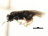  ( - CNCHYM 02987)  @11 [ ] CreativeCommons - Attribution (2011) CNC/CBG Photography Group Centre for Biodiversity Genomics