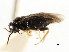  ( - CNCHYM 02988)  @11 [ ] CreativeCommons - Attribution (2011) CNC/CBG Photography Group Centre for Biodiversity Genomics