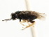 (Profenusa alumna - CNCHYM 02989)  @11 [ ] CreativeCommons - Attribution (2011) CNC/CBG Photography Group Centre for Biodiversity Genomics